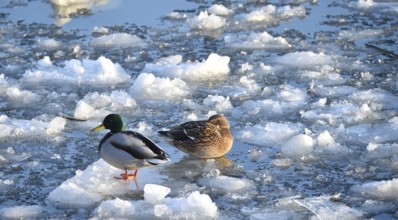 Mallards (Anas platyrhynchos) sitting on ice on the frozen Elbe near Geesthacht,