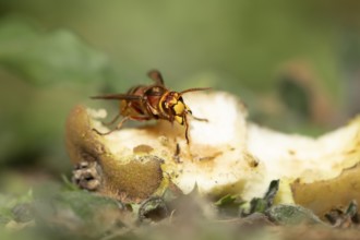 European hornet (Vespa crabro) adult insect feeding on a fallen pear fruit in a garden in summer,