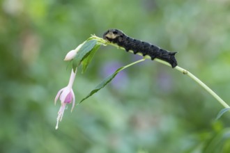 Elephant hawkmoth (Deilephila elpenor) adult moth insect caterpillar or larva on a garden Fuchsia