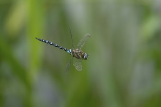 Migrant hawker dragonfly (Aeshna mixta) adult insect in flight in summer, England, United Kingdom