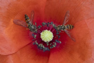 Common hoverfly (Eupeodes corollae) two adult insects feeding on a garden red Common field poppy
