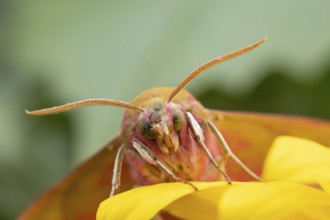 Elephant hawkmoth (Deilephila elpenor) adult moth insect on a garden sunflower flower in summer,