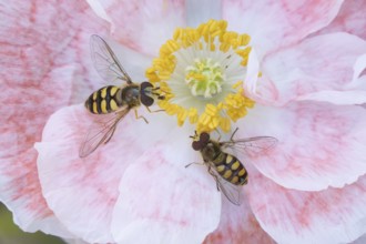 Common hoverfly (Eupeodes corollae) two adult insects feeding on a garden poppy flower in summer,