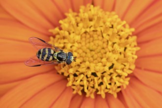Common hoverfly (Eupeodes corollae) adult insect feeding on a garden Mexican sunflower (Tithonia