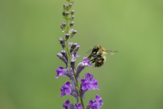 Common carder bumblebee (Bombus pascuorum) adult bee insect feeding on a garden Toadflax flower in