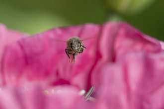 European honey bee (Apis mellifera) adult insect flying over a garden Opium poppy flower in summer,