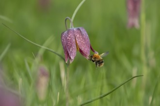 Common carder bumblebee (Bombus pascuorum) adult bee insect flying towards a Snake's head