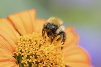 Common carder bumblebee (Bombus pascuorum) adult bee insect feeding on a garden Mexican sunflower