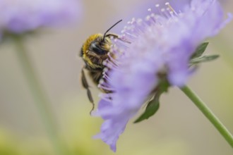 Buff tailed bumblebee (Bombus terrestris) adult bee insect feeding on a Field scabious flower in