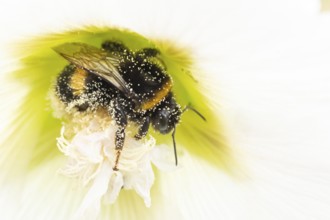 Buff tailed bumblebee (Bombus terrestris) adult bee insect feeding on a garden Hollyhock flower in