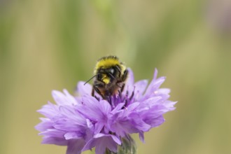 Early bumblebee (Bombus pratorum) adult bee insect feeding on a garden Cornflower flower in summer,