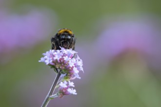 Buff tailed bumblebee (Bombus terrestris) adult bee insect feeding on a garden Verbena bonariensis