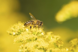 European honey bee (Apis mellifera) adult insect feeding on a garden yellow Golden rod flower in