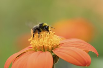 Early bumblebee (Bombus pratorum) adult bee insect feeding on a garden Mexican sunflower (Tithonia