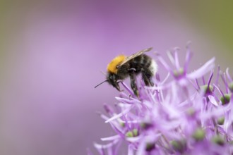 Tree bumblebee (Bombus hypnorum) adult bee insect feeding on a garden purple Allium flower in