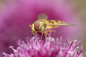 Common hoverfly (Eupeodes corollae) adult insect feeding on a garden purple Allium flower in