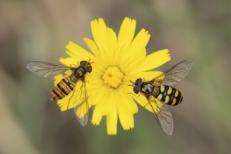 Common hoverfly (Eupeodes corollae) two adult insects feeding on a garden yellow flower in summer,