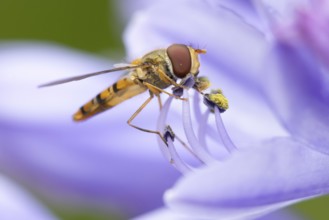 Common hoverfly (Eupeodes corollae) adult insect feeding on a garden blue Agapanthus flower in