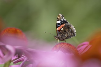 Red admiral butterfly (Vanessa atalanta) adult insect feeding on a garden purple Coneflower