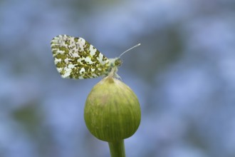 Orange tip butterfly (Anthocharis cardamines) adult insect resting on a garden Allium flower bud in