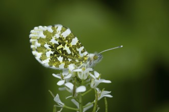 Orange tip butterfly (Anthocharis cardamines) adult insect feeding on a garden white Garlic mustard