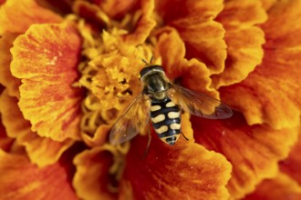 Common hoverfly (Eupeodes corollae) adult insect feeding on a garden French marigold flower in