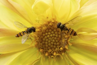 Common hoverfly (Eupeodes corollae) two adult insects feeding on a garden yellow Dahlia flower in