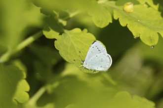 Holly blue butterfly (Celastrina argiolus) adult insect resting on a plant leaf in summer, England,