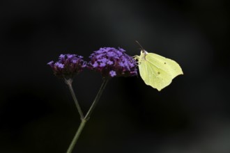 Brimstone butterfly (Gonepteryx rhamni) adult insect feeding on garden Verbena bonariensis flowers