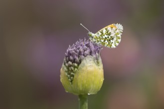 Orange tip butterfly (Anthocharis cardamines) adult insect resting on a garden Allium flower bud in