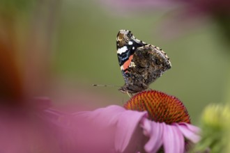 Red admiral butterfly (Vanessa atalanta) adult insect feeding on a garden purple Coneflower