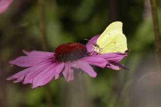 Brimstone butterfly (Gonepteryx rhamni) adult insect feeding on garden purple Coneflower (Echinacea