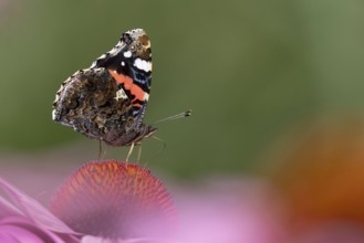 Red admiral butterfly (Vanessa atalanta) adult insect feeding on a garden purple Coneflower