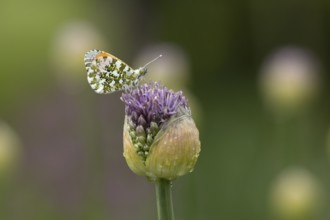 Orange tip butterfly (Anthocharis cardamines) adult insect resting on a garden Allium flower bud in