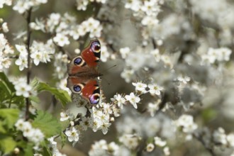 Peacock butterfly (Aglais io) adult insect feeding on Blackthorn blossom flowers in spring,