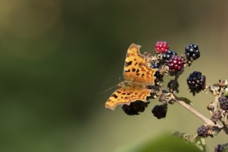 Comma butterfly (Polygonia c-album) adult insect on a blackberry fruit in autumn, England, United