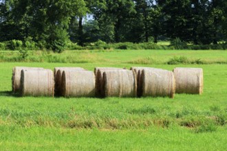 Pressed hay bales, animal feed on a mowed meadow, Schleswig-Holstein, Germany
