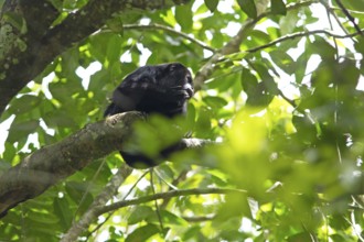Howler monkey (Alouatta) in the Yaxha-Nakum-Naranjo National Park, Biósfera Maya nature reserve,