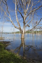 Dead trees in Lake Yaxha, Yaxha-Nakum-Naranjo National Park, Biósfera Maya Nature Reserve,