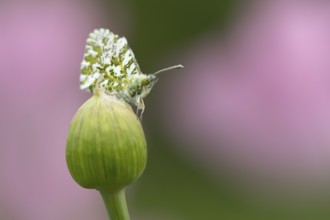 Orange tip butterfly (Anthocharis cardamines) adult insect resting on a garden Allium flower bud in