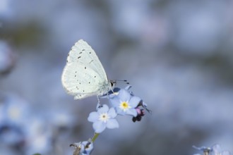 Holly blue butterfly (Celastrina argiolus) adult insect feeding on a garden Forget-me-not flower in