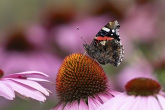 Red admiral butterfly (Vanessa atalanta) adult insect feeding on a garden purple Coneflower