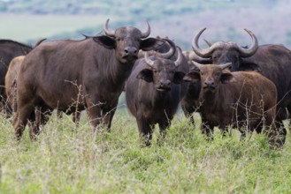 Group of African buffalos (Syncerus caffer) in the savannah, KwaZulu Natal province, South Africa