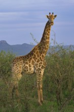 South African giraffe or Cape giraffe (Giraffa giraffa giraffa or Giraffa camelopardalis giraffa),