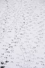 Traces of ducks in snow, winter, Germany