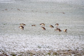 Nile geese in a field in winter, Germany