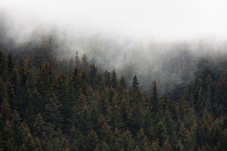 Dense forest on mountain slopes, mystical fog sweeping through the forest, Kenai Fjords National