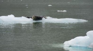 Harbour seal (Phoca vitulina) lying on an ice floe in Northwestern Fjord, Kenai Fjords National