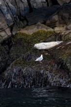 Harbour seal (Phoca vitulina) lying on rocks on the coast, Kenai Fjords National Park, Kenai
