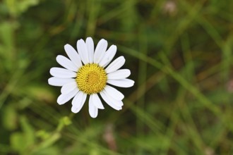 Daisy (Leucanthemum vulgare), flower in a meadow, close-up, macro, Wilnsdorf, North